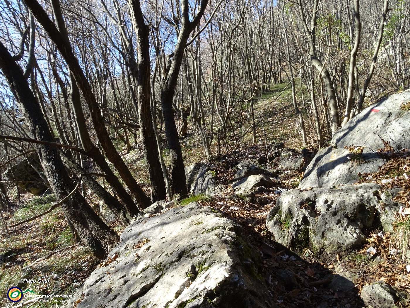 31 Dopo la 'Mughera' bosco di carpini neri.JPG